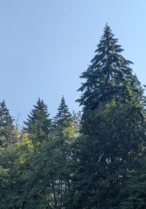 The Mother Tree
