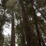 A walk among redwoods