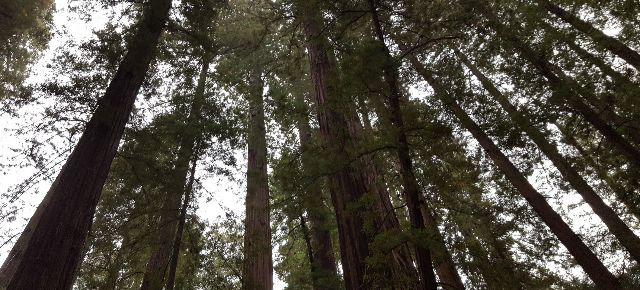 You are currently viewing A walk among redwoods