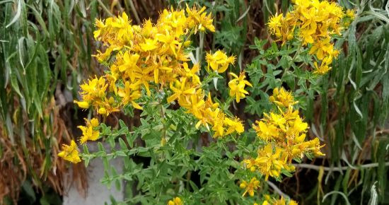 Read more about the article Sun herbs for St. John’s Day