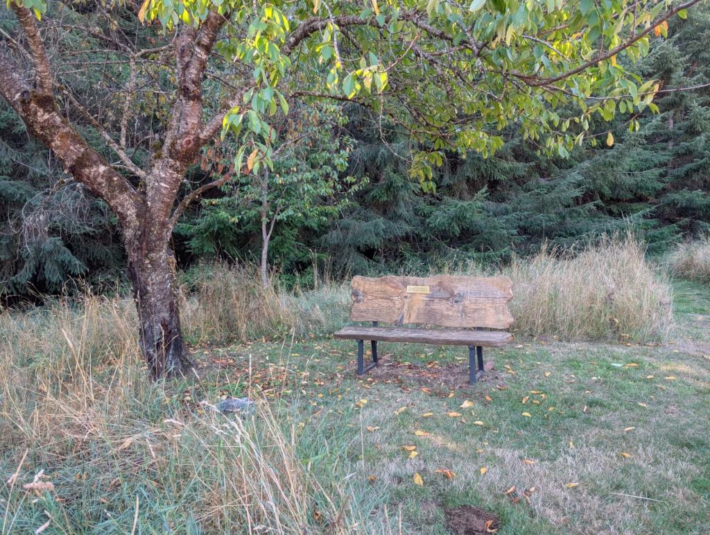 Bench in an orchard